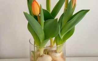 郁金香茎短花小的原因，可能是品种退化或受到遗传基因的影响