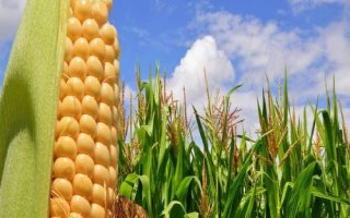 先玉1788玉米种子特点,播种时应每亩施复合肥50公斤