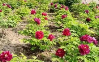 牡丹花最简单的养殖方式，生长期间一个星期施1-2次腐熟的薄肥