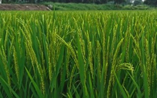 特优1218水稻品种简介,每亩大田用种量0千克