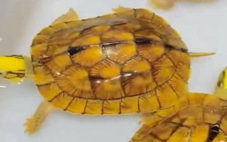 金钱龟苗怎么养殖，定时定量投喂饲料