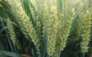 辽春20号小麦种子特征特性，中抗至中感秆锈病