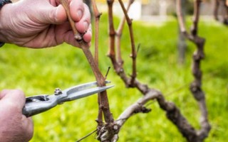 果树冬季清园时间，在12月份左右清园不会伤害植株