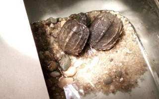 草龟冬眠期间要注意什么,需保持安静、将草龟放在避光处