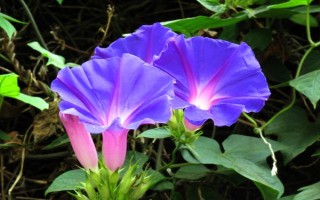 喇叭花早上开晚上闭的原因,是因为中午的温度较高会带走水分