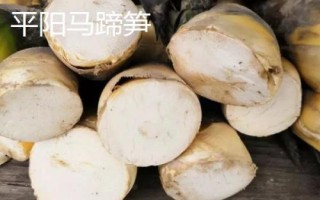 浙江省平阳县的特产,马蹄笋为当地传统名优特产