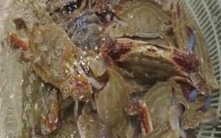 梭子蟹怎样挑选，可以看腿脚的状态和透光面积