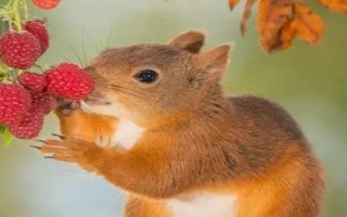 松鼠可以活多久,能活5-10年