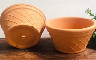 秋天怎么养虎皮兰，半月左右施加一次稀薄的有机肥液