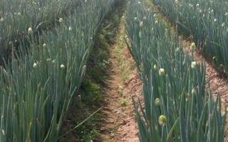 洋葱高产施肥技术，移栽前要结合整地施入有机肥与过磷酸钙等肥料
