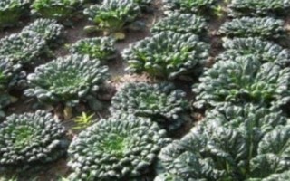 乌塌菜的种植方法,选择疏松肥沃的土壤