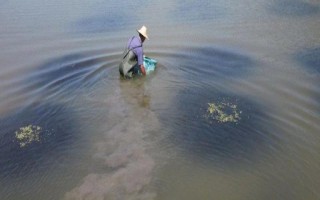 蟹塘放苗后水浑转塘的原因,可能塘口是新开的