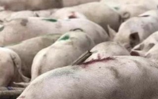 非洲猪瘟发病前期的症状，会出现体温上升、食欲减退等现象