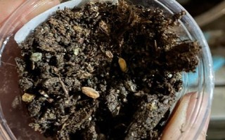 三角梅如何繁殖，可扦插也可高压繁殖