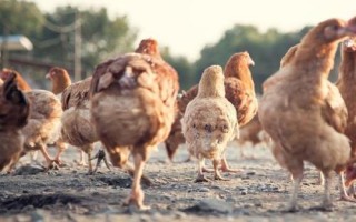 怎么提高养殖粉壳蛋鸡的效益，需注意做好应激缓解等工作