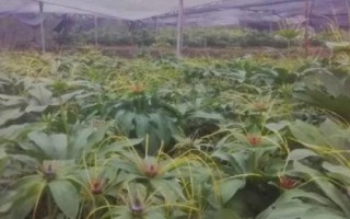 种植重楼的方法，浸种后拌上草木灰再播种