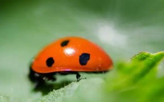瓢虫会不会在屋子里繁殖，喜欢温暖的环境会在屋子里繁殖