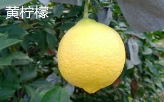 柠檬什么时候成熟,从10-12月陆续成熟