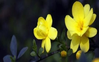 迎春花的颜色，花期可持续50天之久