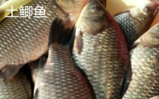 鲫鱼的种类介绍,品种众多分布于我国各地的江河