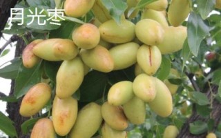 枣树品种介绍,月光枣脆嫩多汁、属于罕见的鲜食品种