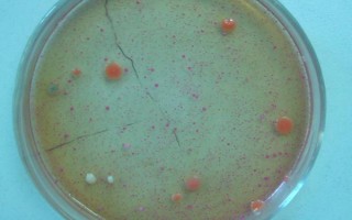 红薯秧如何做青储饲料，红薯秧一定要粉碎处理