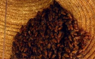 野生蜜蜂的捕捉方法,将蜂蜡涂抹在蜂箱中可起到引诱效果