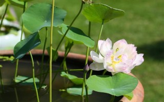 碗莲荷花种子的种植方法，种子通常需要人工开口