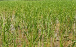 华浙优28水稻种简介，每亩有效穗数16.6万穗