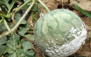 打瓜疫病的发病症状，茎基部发病初呈水渍状斑点