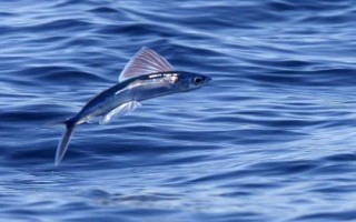 翱翔飞鱼好不好养，饲养难度大并不适合新手尝试