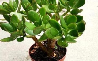 怎么让燕子掌开花，关键是要养在光照充足且温暖的地方