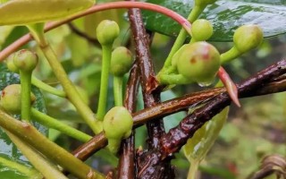 黑老虎的扦插育苗技术，最好在秋季可进行