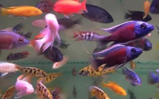 马鲷鱼好不好养，要求较高不易饲养