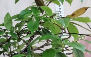 五味子盆景的养殖方法，生长适温20-25℃
