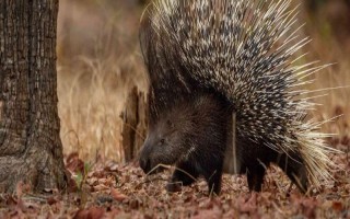 豪猪患上流行性肺炎怎么办，肌注土霉素具有良好的治疗效果