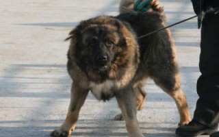 高加索犬性格怎样,好动又机警