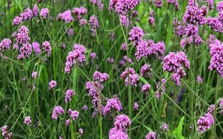 马鞭草如何种植，播种时间为4月下旬-5月上旬