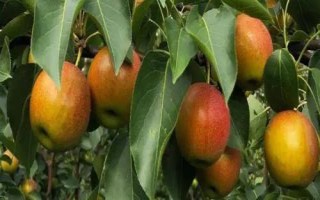 辽宁省鞍山市水果特产,别称钢都、玉都