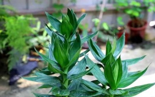 盆栽富贵竹有哪些注意事项，冬季要减少或停止浇水