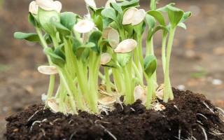 花生的生长过程，发芽出苗期大约为5-15天