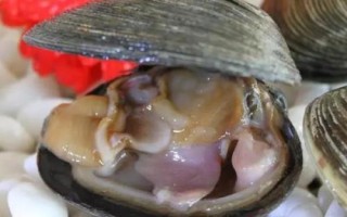 紫石房蛤的产地，主要分布在渤海、黄海等海域