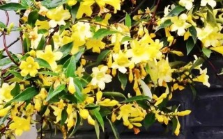 香水藤的养殖方法，可每2个月施一次有机肥