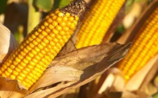 海玉13玉米种子介绍，选择中等以上肥力地块