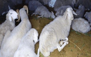 羊不吃食没精神的原因，食物发霉、饲料单一、环境太脏等因素都会导致