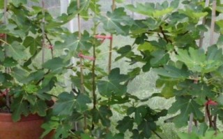 无花果树适合嫁接哪些树种,以波姬红和波尔多品种为宜
