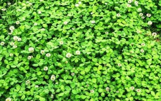 幸运草的盆栽养护方法，放在向阳处让它全天晒光