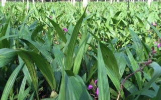 白芨种苗的价格，1株需要0.2-0.8元左右