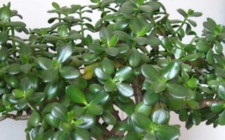 玉树夏天叶片变软的原因，可能是缺水、受到暴晒、发生病虫害等因素造成