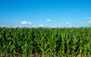 玉米茎腐病的症状，叶片会呈现青枯状